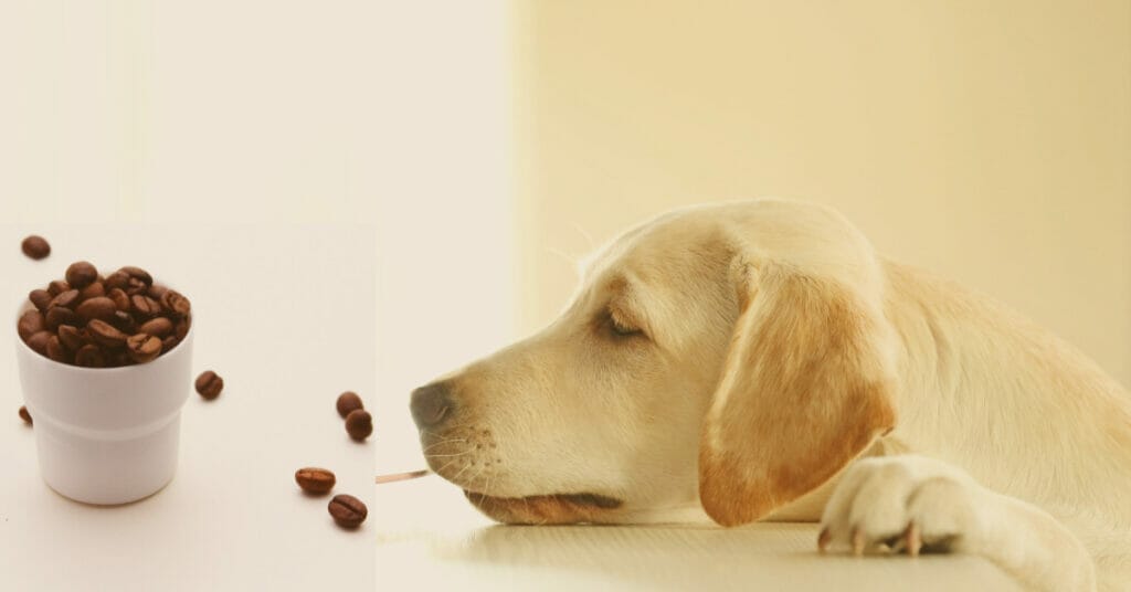 Can Coffee Beans Hurt Dogs