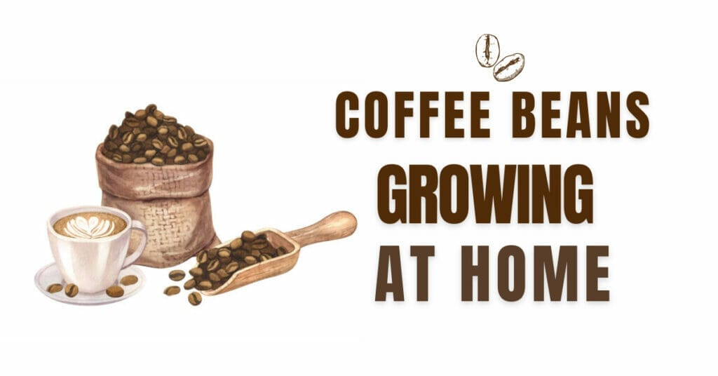 CAN I GROW COFFEE BEANS AT HOME