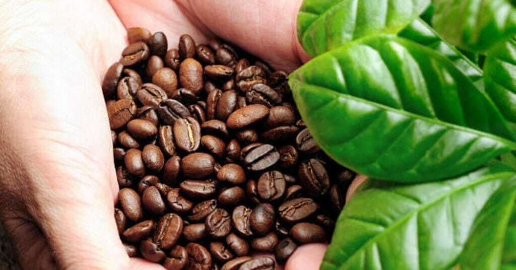 how much does one coffee plant produce