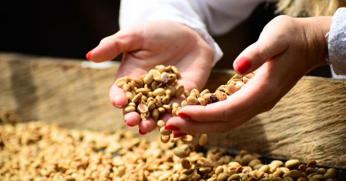 Do Coffee Beans Absorb Smell The Aromatic Enigma