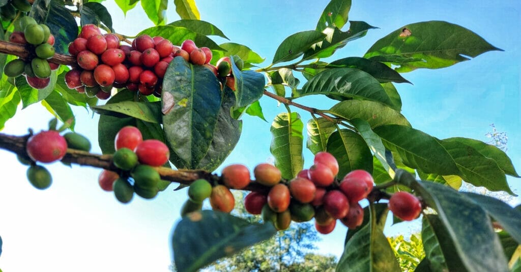 Can I grow a coffee plant from a coffee bean