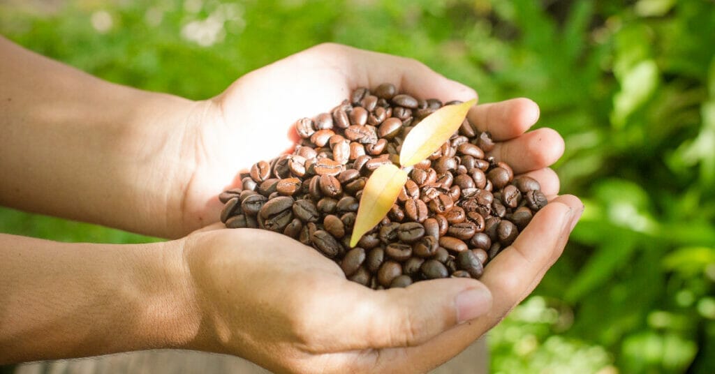 Can I grow a coffee plant from a coffee bean