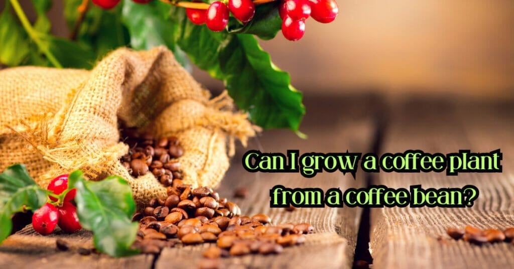 Can I grow a coffee plant from a coffee bean