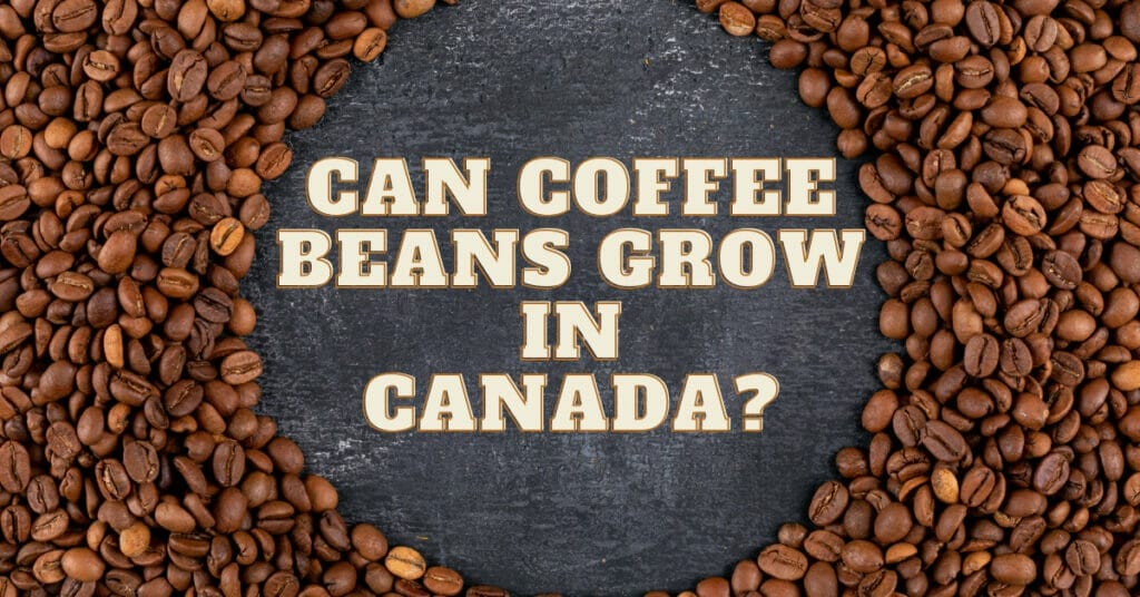 Can Coffee Beans Grow in Canada