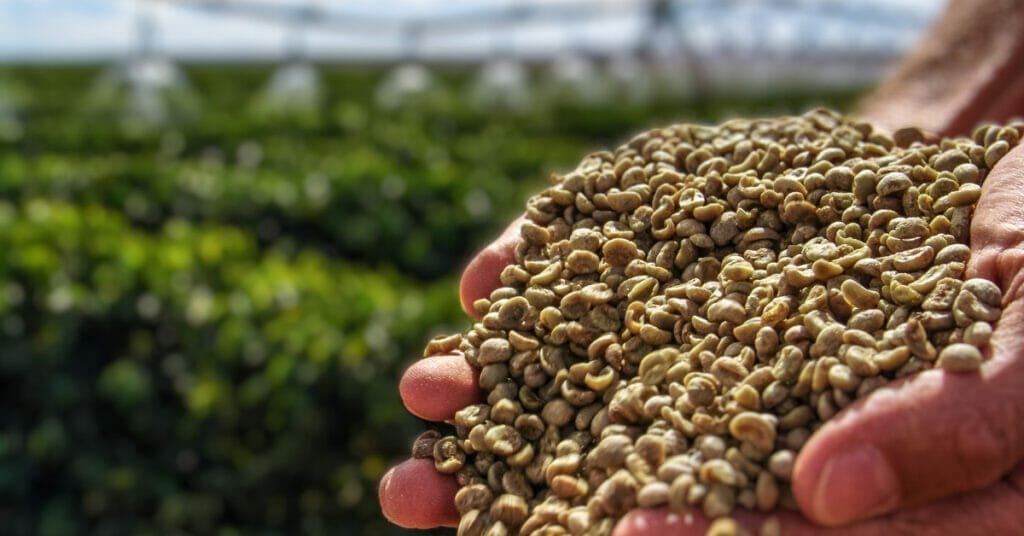 Can Coffee Beans Grow in Canada