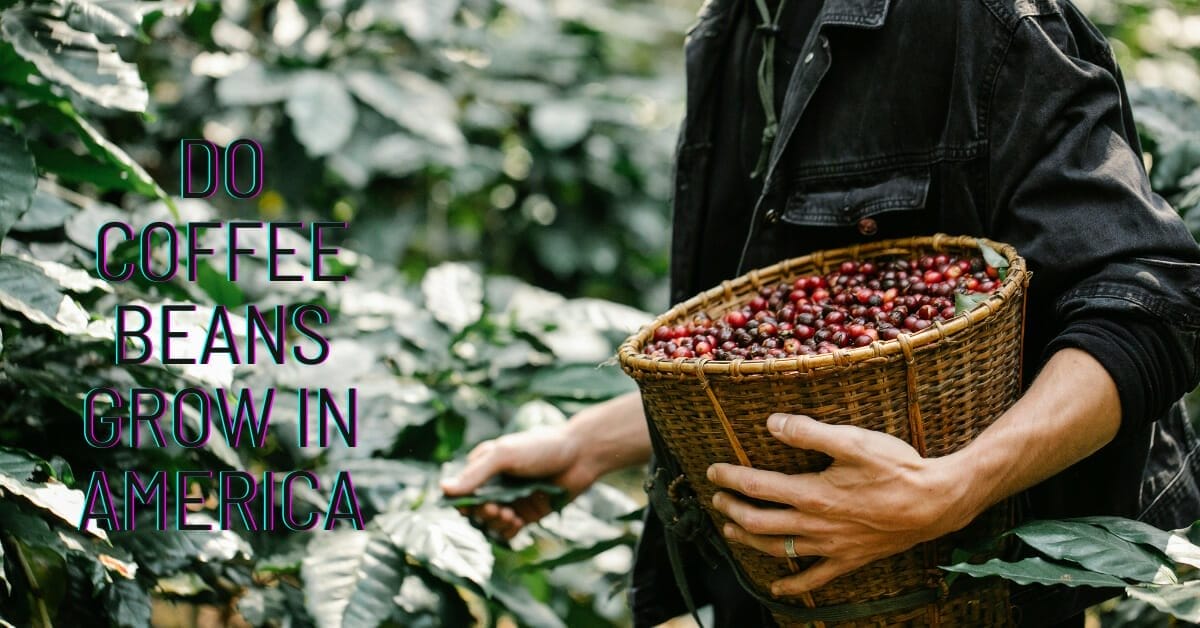 Do Coffee Beans Grow In America The Fascinating Journey