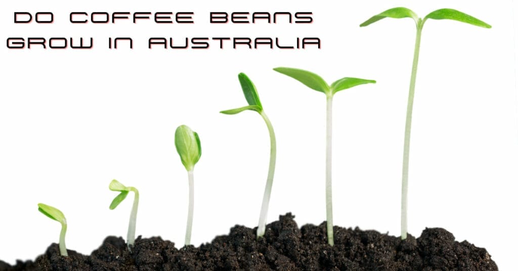 Do Coffee Beans Grow in Australia