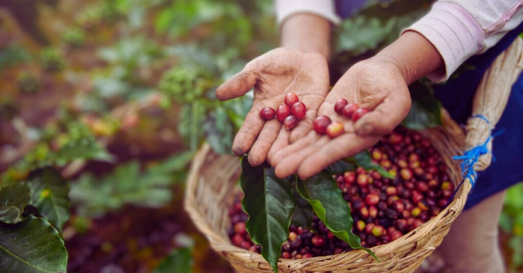 Can I Grow A Coffee Plant From A Coffee Bean