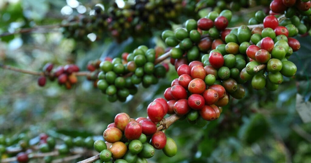 Can I Grow A Coffee Plant From A Coffee Bean