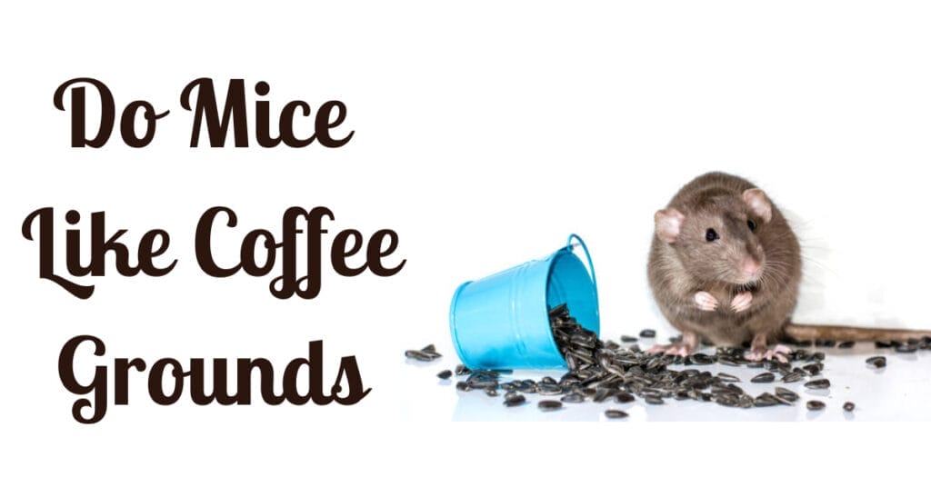 Do Mice Like Coffee Grounds