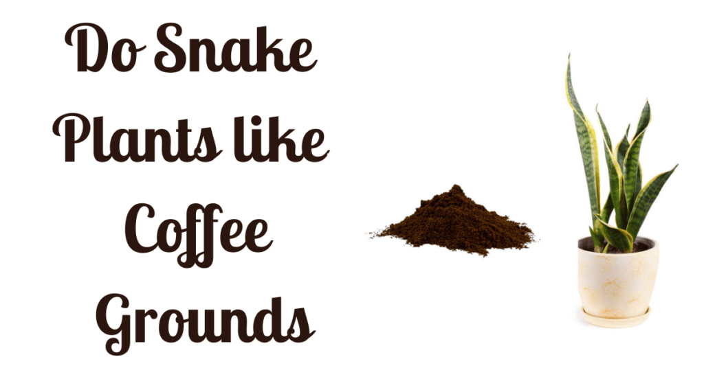 Do Snake Plants like Coffee Grounds