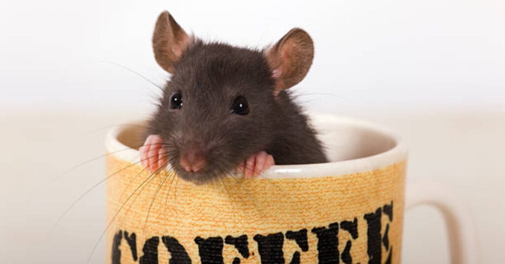 Coffee Grounds Attract Rats & Mice? 