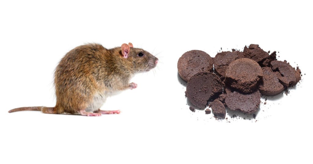 Do Coffee Grounds Keep Mice Away?