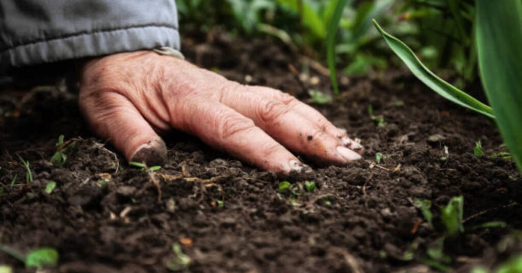 Type of Soil and Fertilizer Do Snake Plants Need