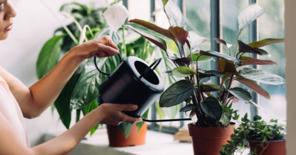 6 Houseplants that Like Coffee Grounds