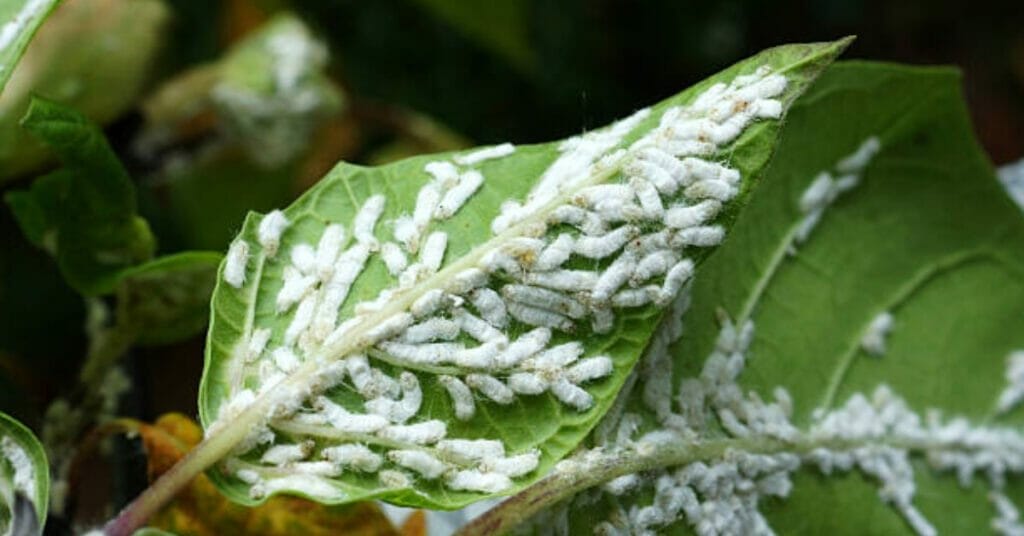 Precautionary Measures to Prevent Larva Infestation