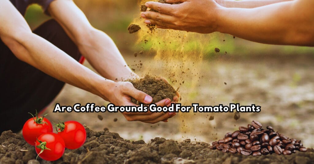 Are Coffee Grounds Good For Tomato Plants