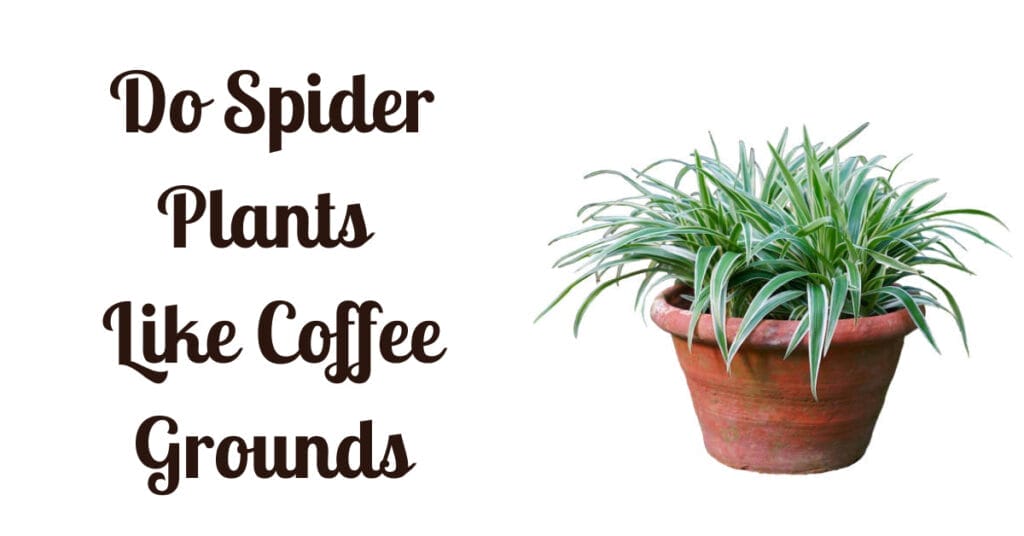 Do Spider Plants Like Coffee Grounds