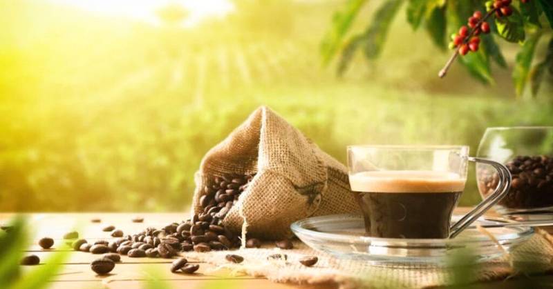 Organic Beans VS Regular