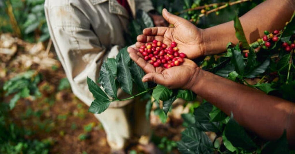 Growing Organic Coffee