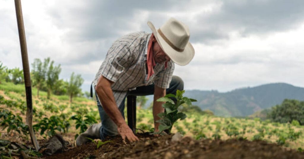 Producing Organic Coffee