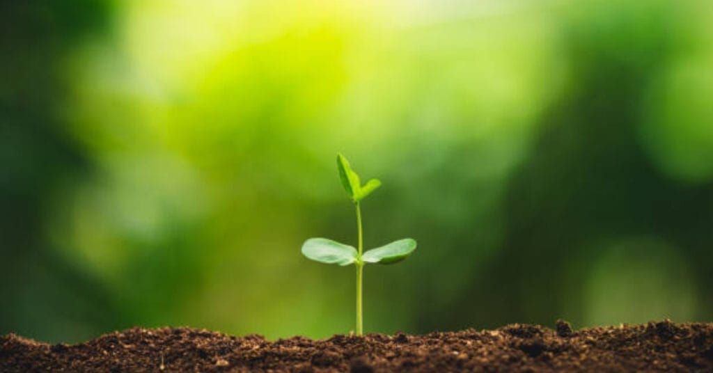 Organic Coffee Harvesting Techniques