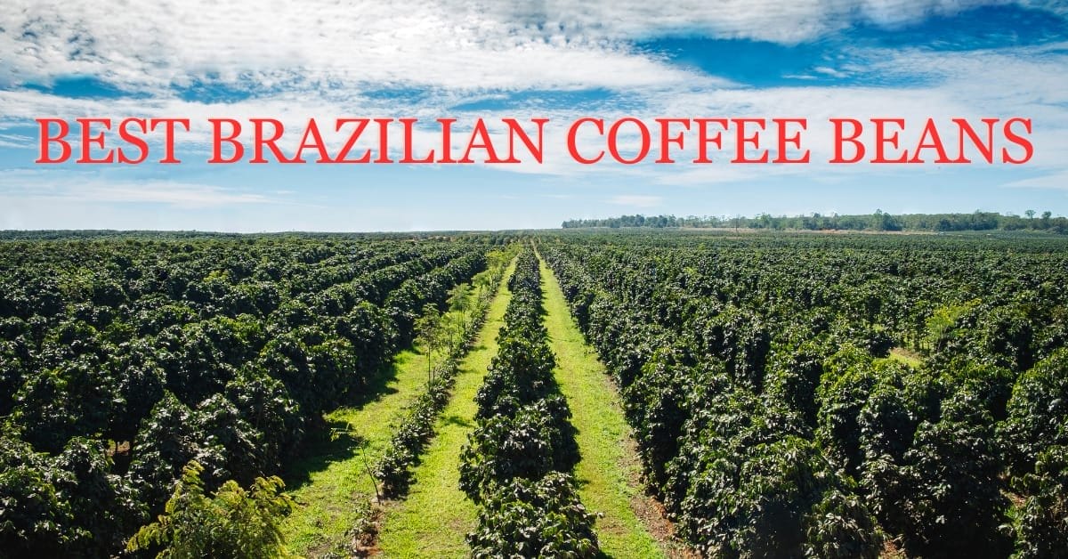 Best Brazilian Coffee Beans In 2024 Our Top 7 Picks