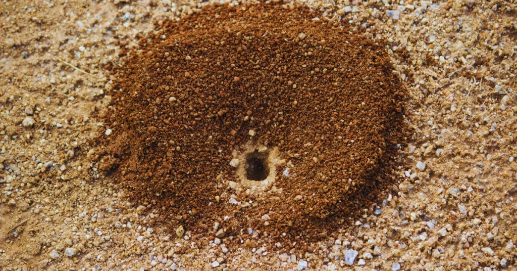 Do Ants Like Coffee Grounds