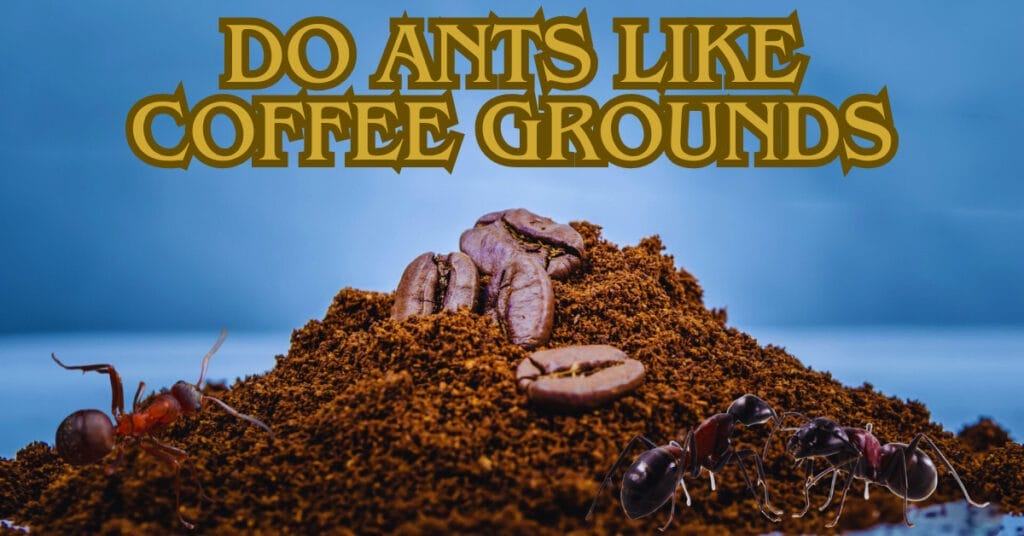 Do Ants Like Coffee Grounds