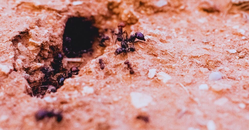 Do Ants Like Coffee Grounds