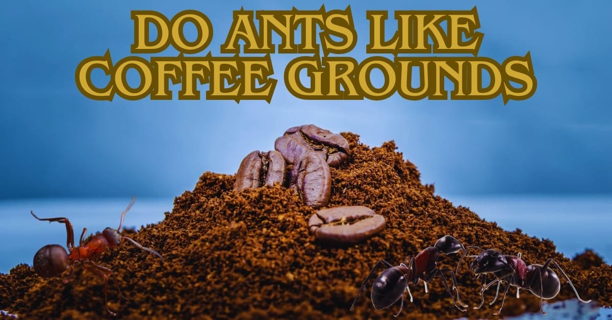 Ground Coffee