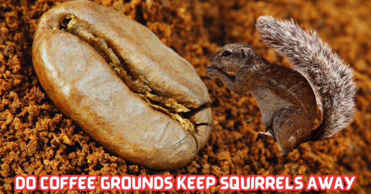 Do Coffee Grounds Keep Squirrels Away Truth Or Lie 2024