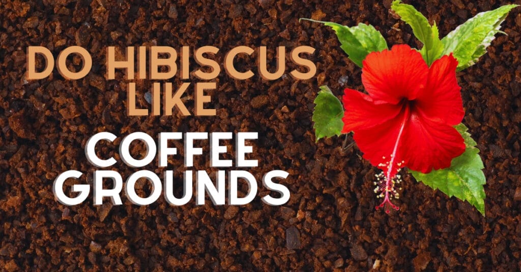 Do Hibiscus Like Coffee Grounds