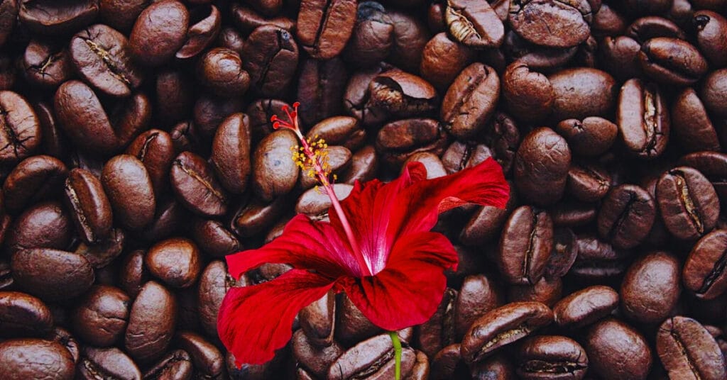 Do Hibiscus Like Coffee Grounds