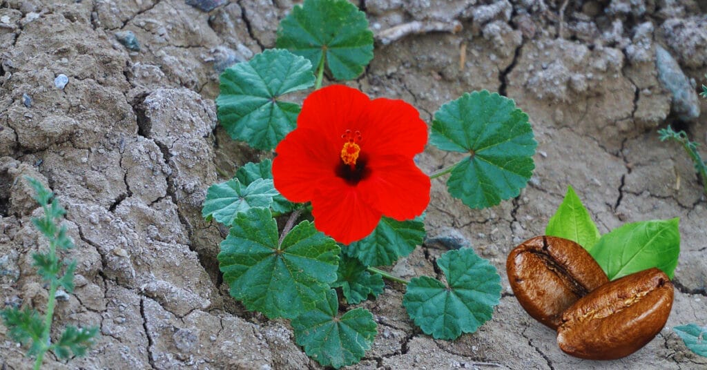 Do Hibiscus Like Coffee Grounds