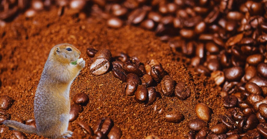 Do Coffee Grounds Keep Squirrels Away