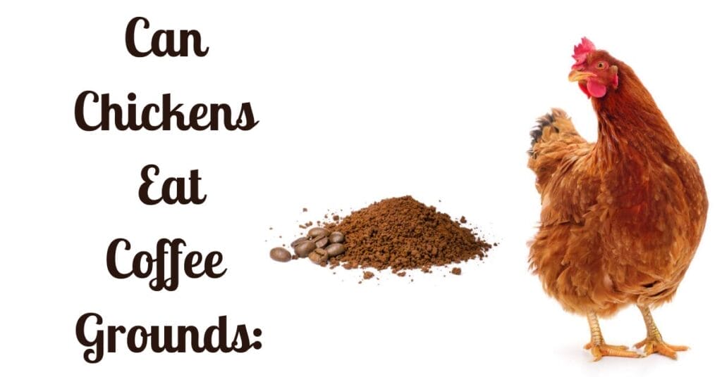 Can Chickens Eat Coffee Grounds: