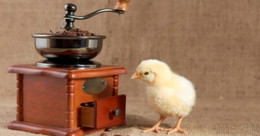 How Much Coffee Can Chickens Consume?