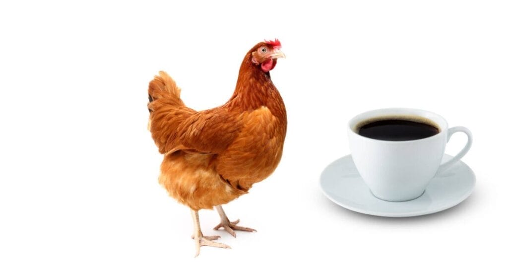 Why is Coffee Bad for Chickens?