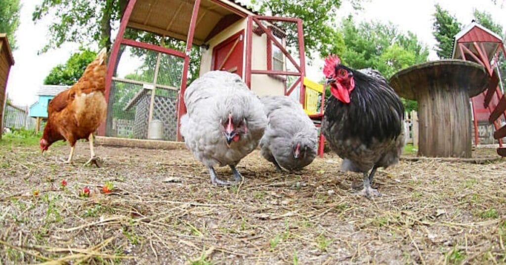 Will Chickens Avoid Coffee Grounds?