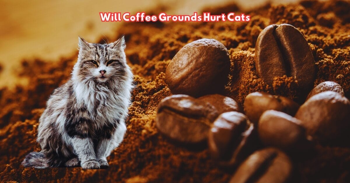 Will Coffee Grounds Hurt Cats Unveiling Hidden Truth 2024