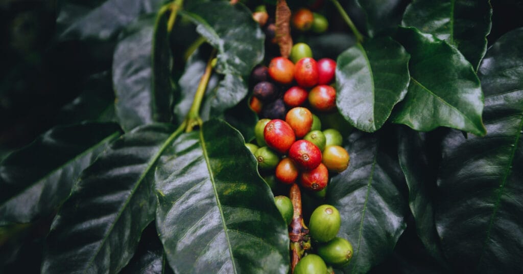 Decoding Organic Coffee Labels