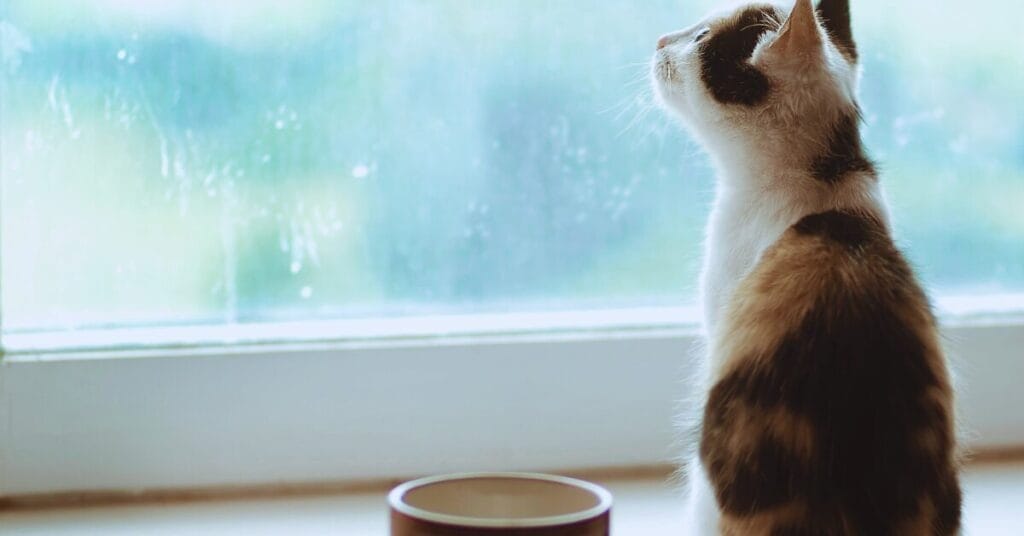 Will Coffee Grounds Hurt Cats