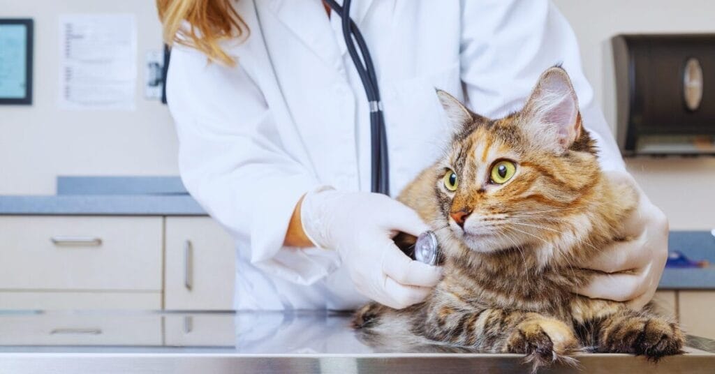 Will Coffee Grounds Hurt Cats