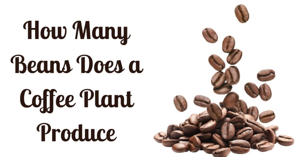 How Many Beans Does a Coffee Plant Produce