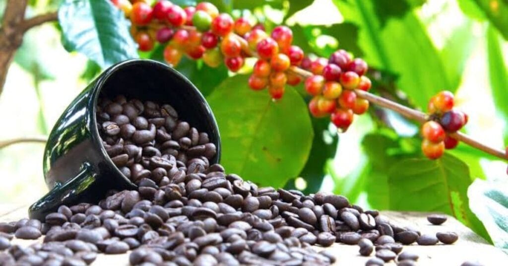 how many coffee beans per plant