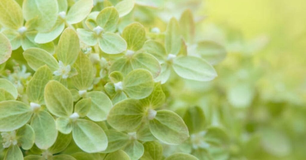 Are Coffee Grounds Good for Limelight Hydrangeas?