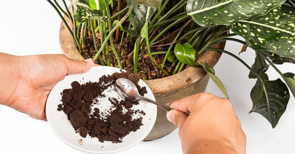 How to add the Coffee Grounds to the Soil?