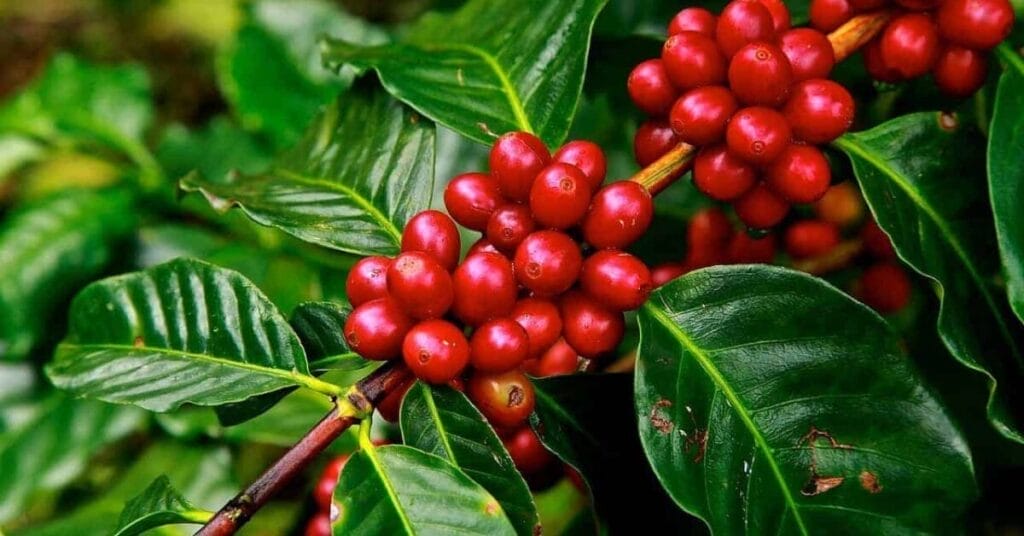 types of coffee plants