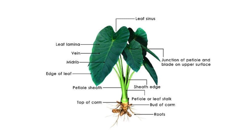 diagram of coffee plant